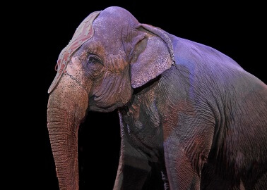 Victory! Michael Creed Announces Ban on Wild-Animal Circuses in Ireland