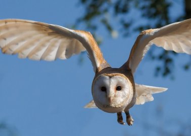 Victory! Devon Town Cancels Owl Display After Letter From PETA