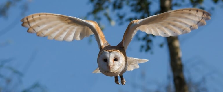 Flying barn owl CC0