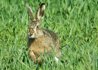 Gabriel Byrne: Hare Coursing ‘Should Have No Place in Modern Ireland’