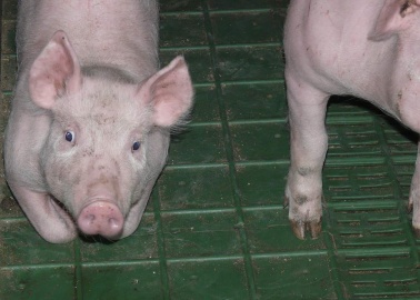 Creating Human-Animal Hybrids Is Bad for People – and Worse for Animals