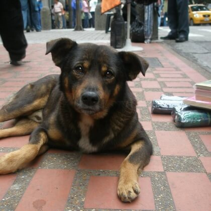 Dogs Bludgeoned and Killed for Leather
