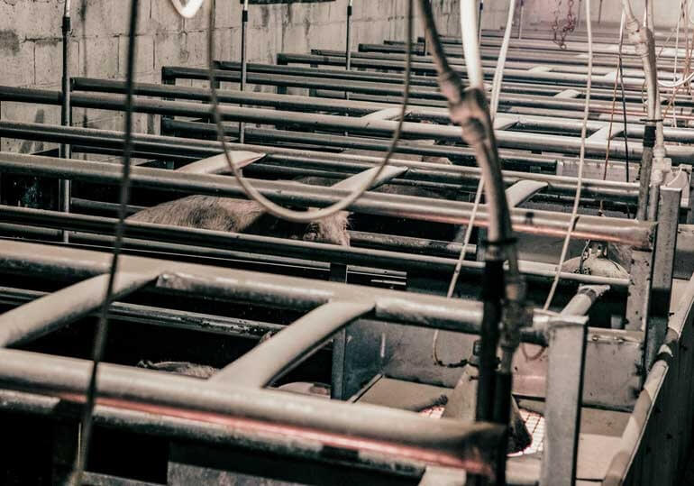 UK Pig Farm March 2016