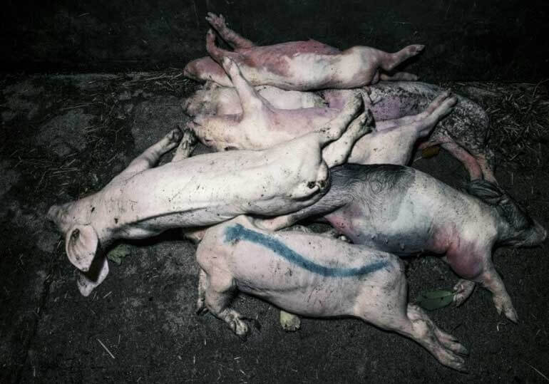 UK Pig Farming