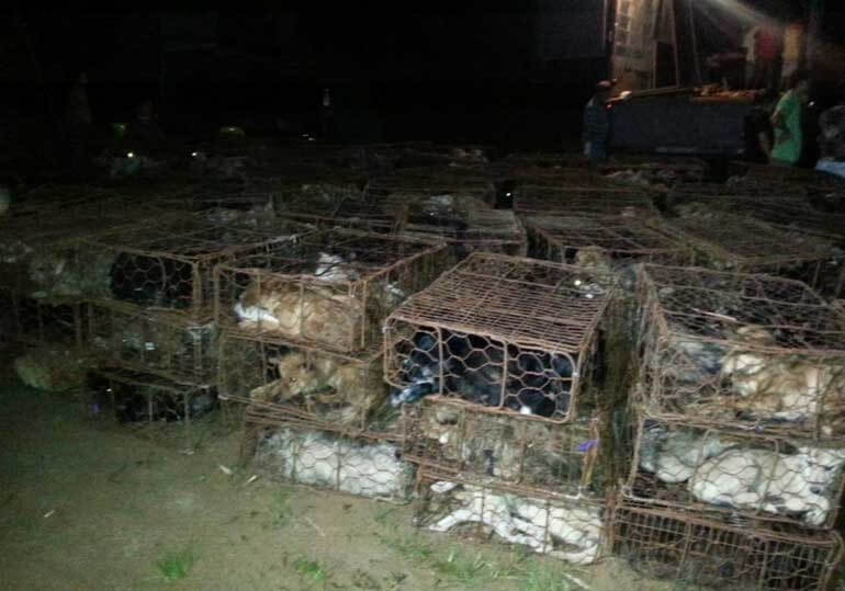 Yulin Dogs in Crates