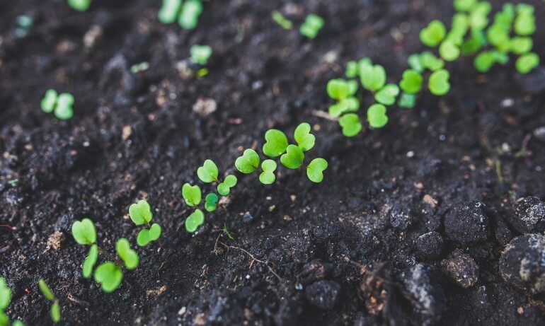 seedlings plants