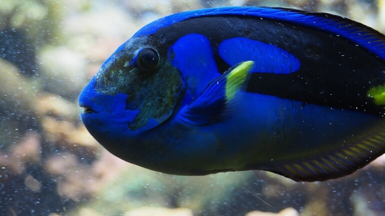 Blue Tang Palette Surgeonfish Aquarium Disease