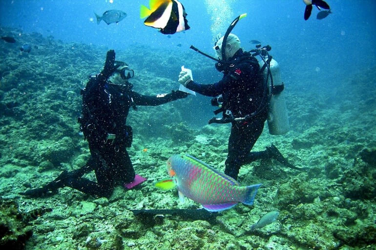 Divers Coral Reef Fish