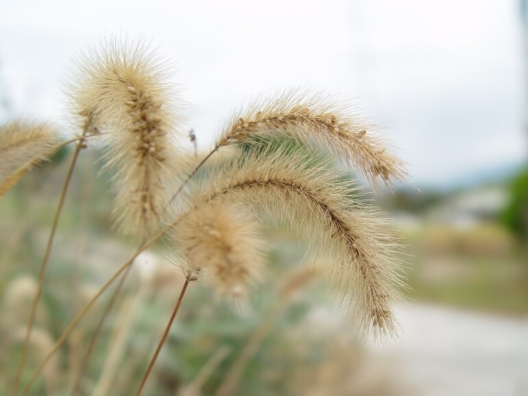 foxtail weed