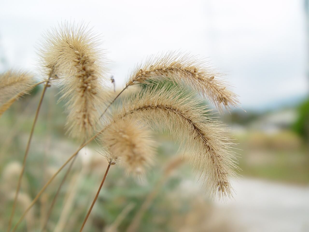 Foxtail plant a threat to dogs, cats and horses