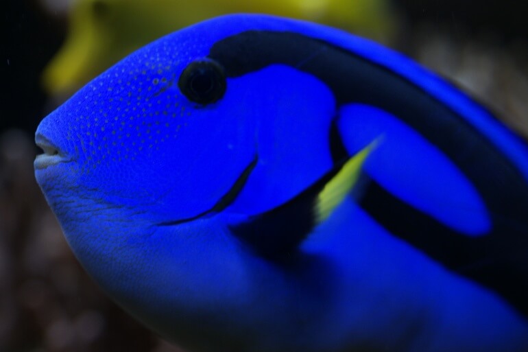 Palette Surgeonfish Dory