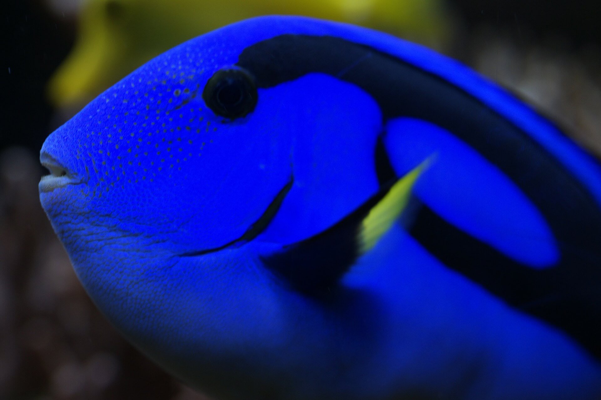 We're Celebrating 'Finding Dory' With 11 Astonishing Facts About