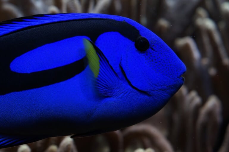 Palette Surgeonfish Dory