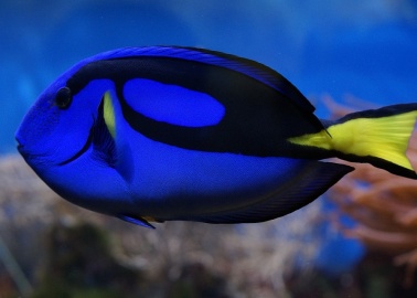 We’re Celebrating ‘Finding Dory’ With 11 Astonishing Facts About Surgeonfish