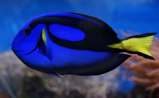 Palette Surgeonfish Blue Tang Dory Fish
