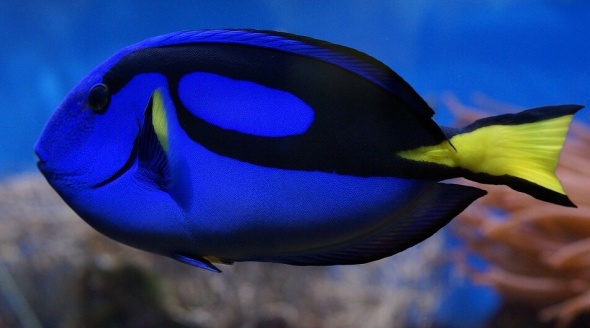 Palette Surgeonfish Blue Tang Dory Fish