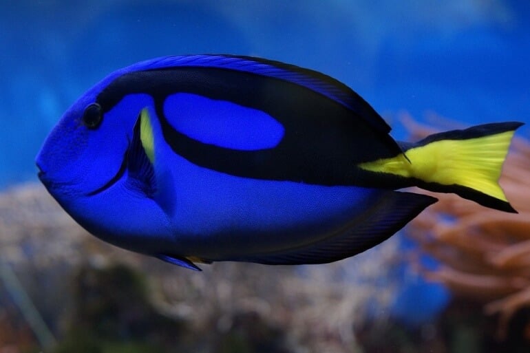 Palette Surgeonfish Blue Tang Dory Fish