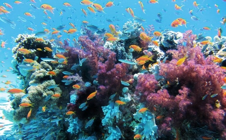 Coral Reef Fish