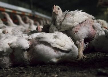 This Is What a British Chicken Farm Looks Like