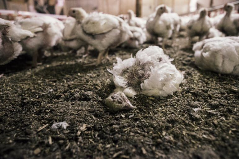 Dead chicken in broiler farm