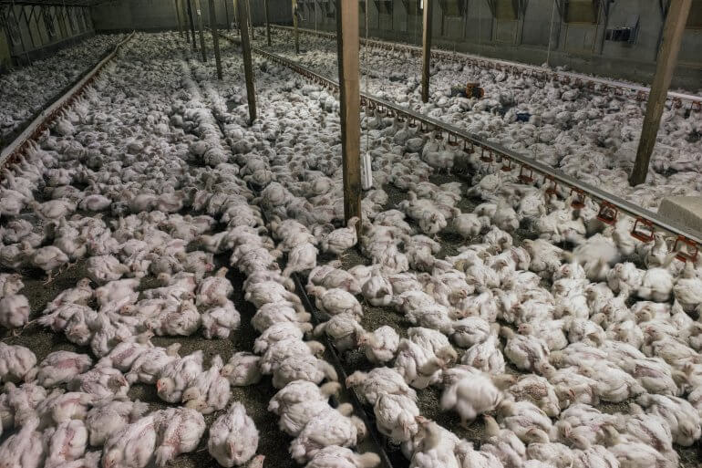 Packed chicken farm