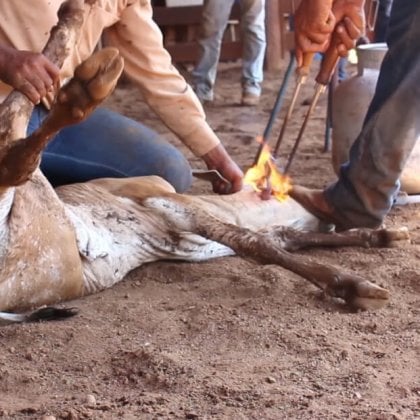 Urge H&M to Stop Selling Animal Skins