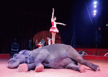 Join Rosanna Davison and Urge Dublin to Ban Wild-Animal Circuses