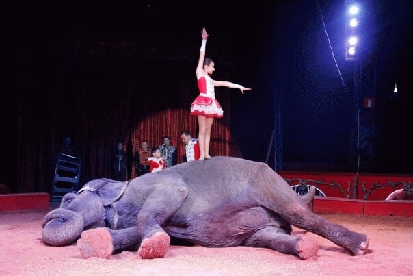 circus elephant laying down