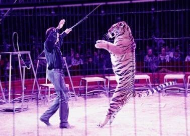 Sir Roger Moore to PM: The Day Has Come to Ban Animal Circuses