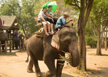 How Many More People Must Die Before Cruel Elephant Rides Are Banned?