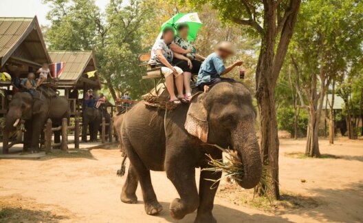 Elephant Trek Ride Tourist