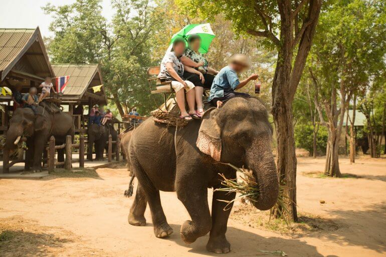 Elephant Trek Ride Tourist