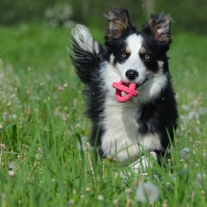 How to Keep Your Dog Safe in Hot Weather