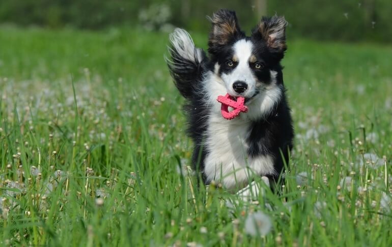 Dog Happe Summer Running