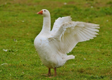 The Major Brands That Are Ditching Down