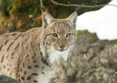 The ‘Dartmoor Lynx’ – Like All Animals – Just Wants to Be Free