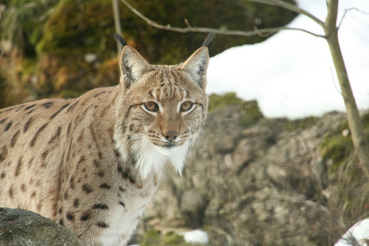 The 'Dartmoor Lynx' – Like All Animals – Just Wants to Be Free