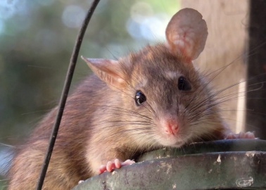 Watch as Mother Rat Saves Baby From Snake: Wouldn’t Any Mother Do the Same?