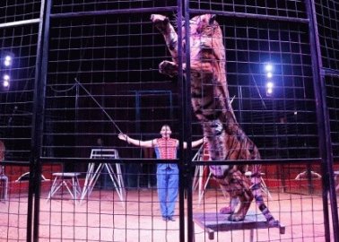 Could Larry the Cat ‘Purrsuade’ Theresa May to Get Big Cats Out of Circuses?
