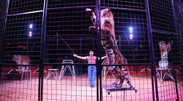 tiger-in-circus