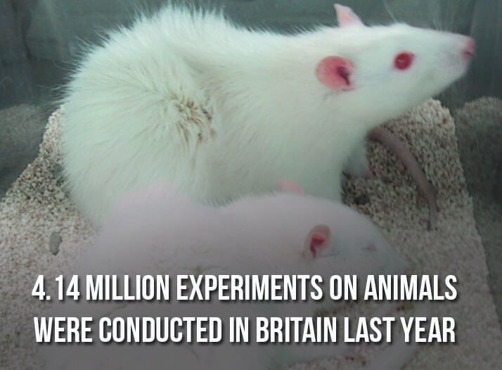 Number of experiments on animals conducted in UK 2015
