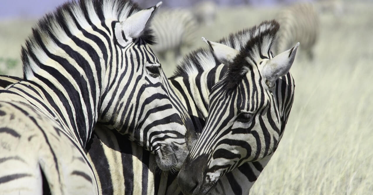 zebras-touching-noses