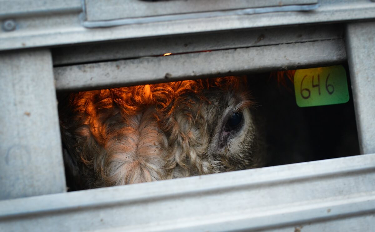 Cattle Transport - JMcArthur