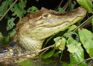 New Prohibition Means International Fashion Houses Are No Longer Able to Peddle Items Made From Reptile Skin in India!