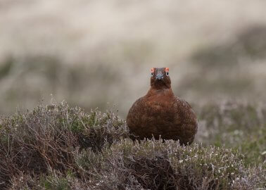 12 Reasons There’s Nothing ‘Glorious’ About the Start of Britain’s Grouse Shooting Season
