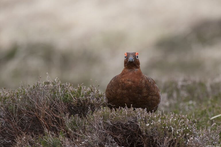 Grouse sitting down