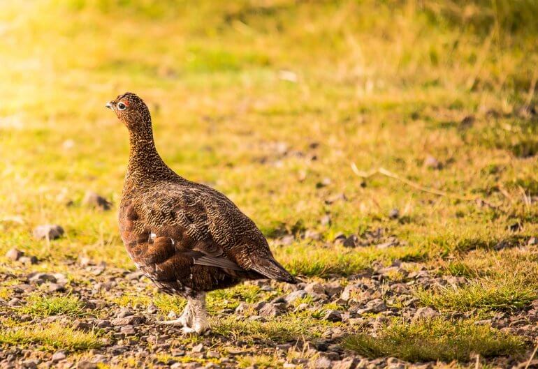 Grouse with yellow background