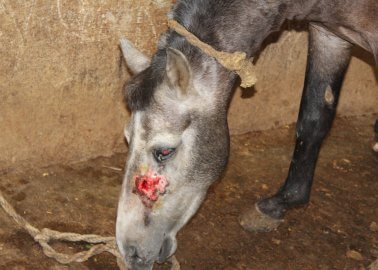 Thanks to PETA India, Thousands of Horses Suffering in India May Be Spared!