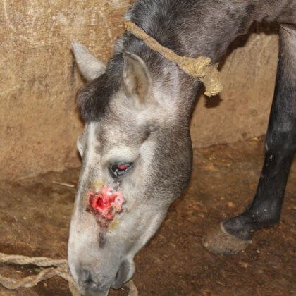 Urge India to Close Facilities That Drain Blood From Horses and Donkeys