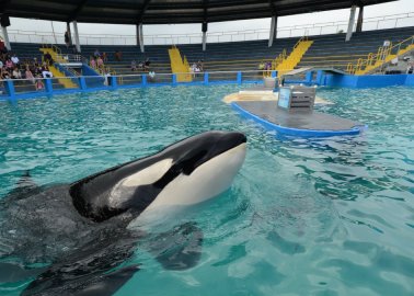 World’s Loneliest Captive Orca, Lolita, Dies